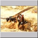 Coleocentrus excitator - Schlupfwespe 12.jpg